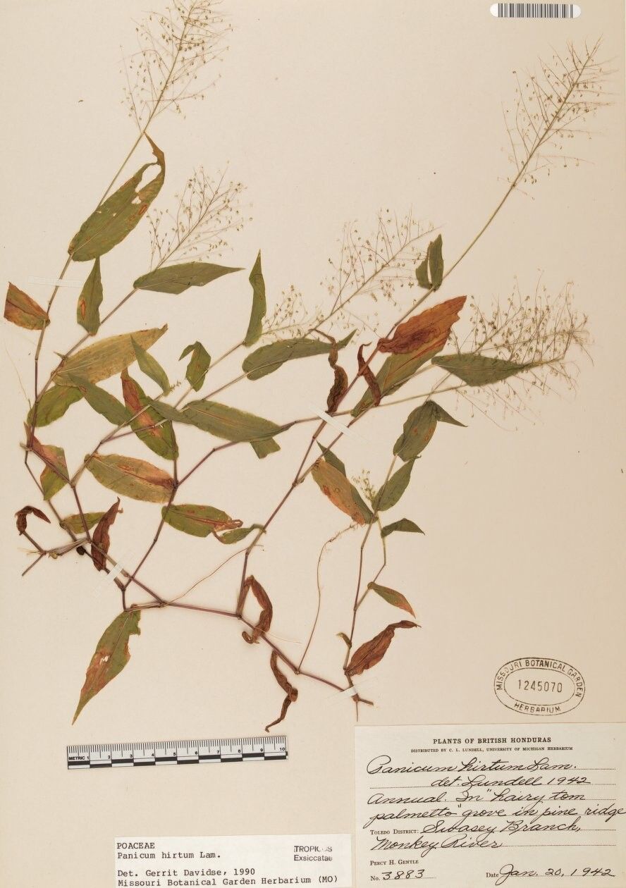 Panicum hirtum other