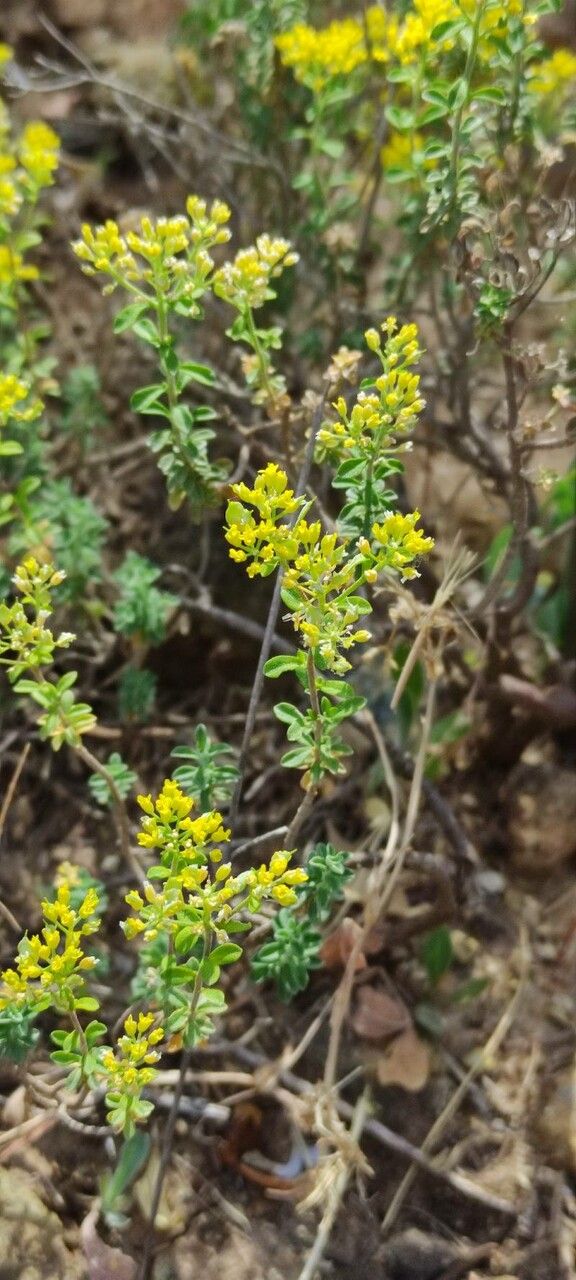 Alyssum bertolonii — houseplant care guide