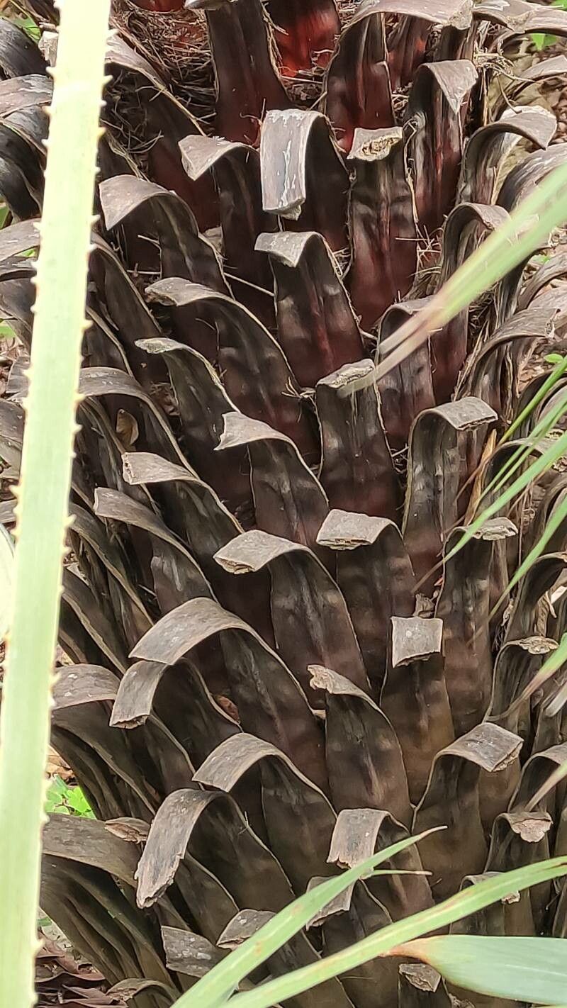 Brahea aculeata bark