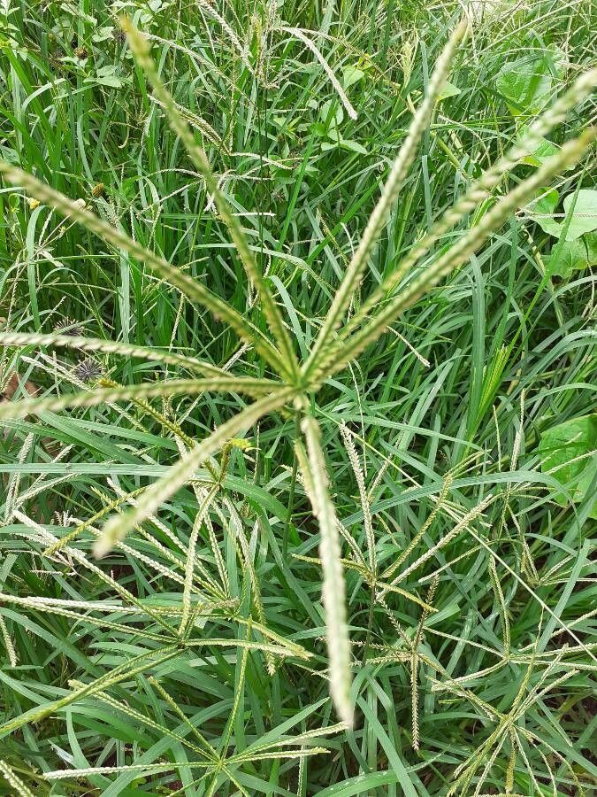 Chloris gayana flower