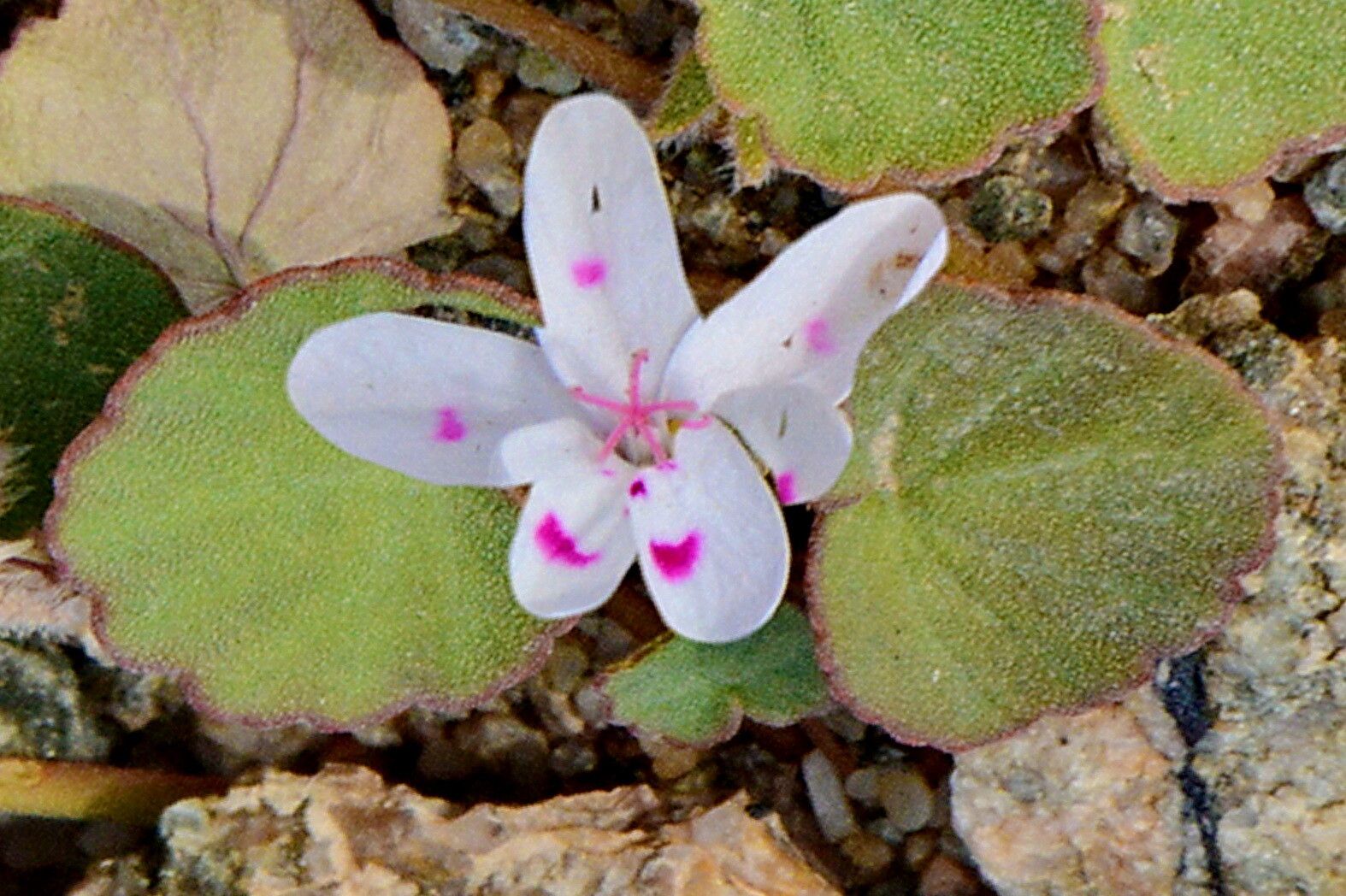 Pelargonium sibthorpiifolium — houseplant care guide