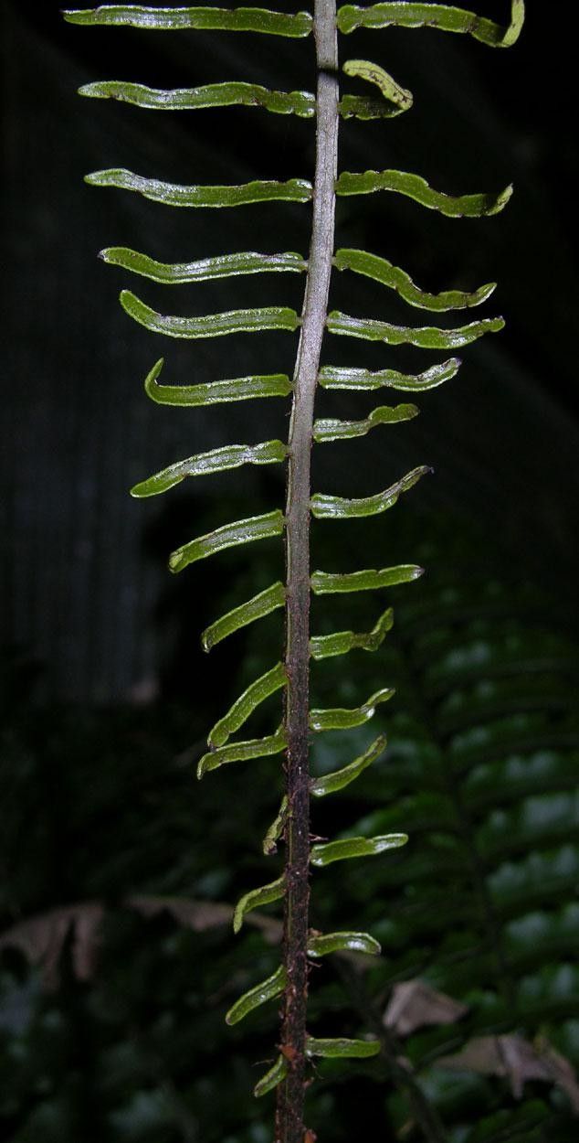 Lomariopsis vestita leaf