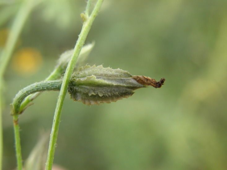 Ipomoea costellata fruit