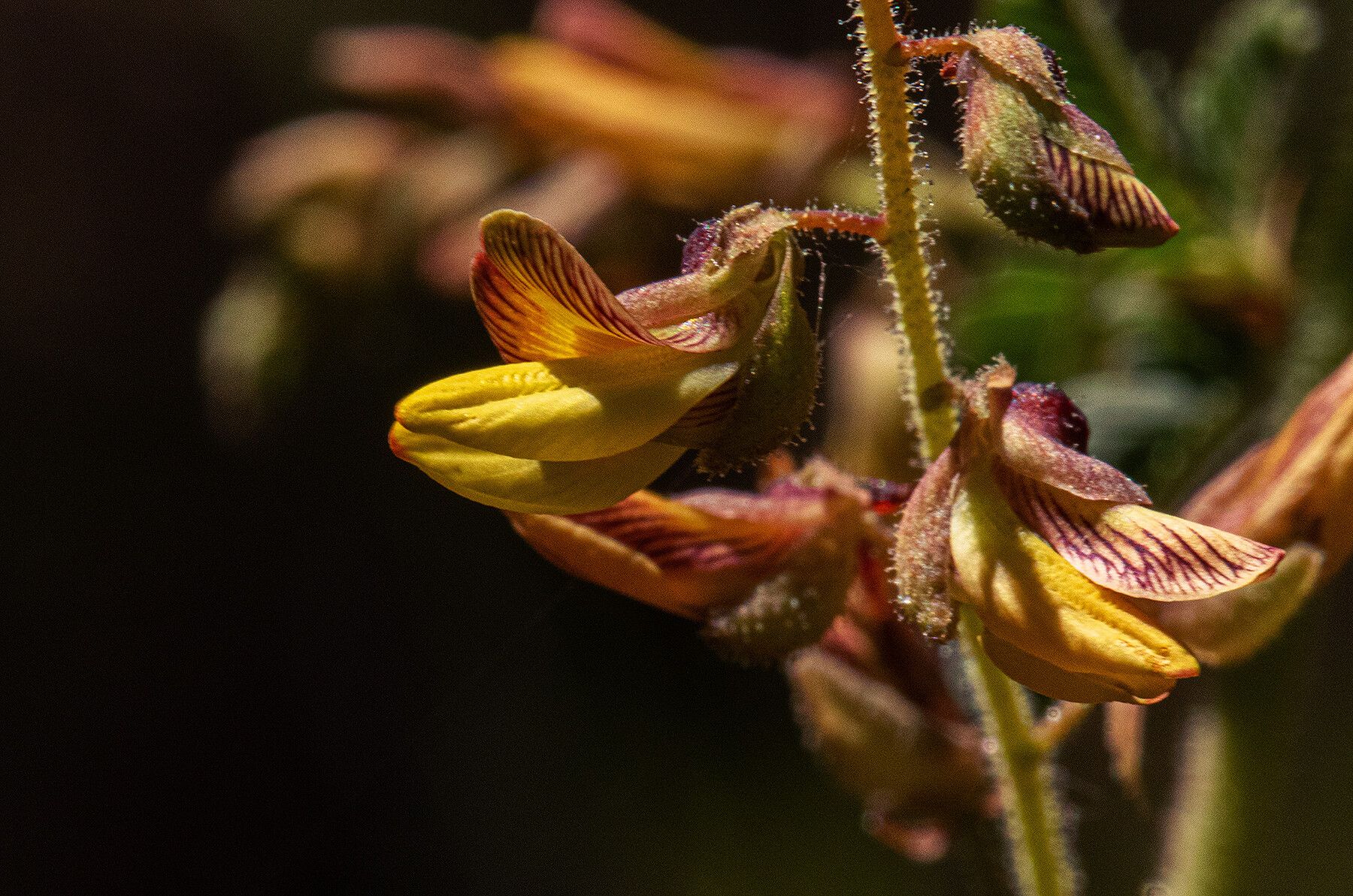 Aeschynomene mimosifolia flower