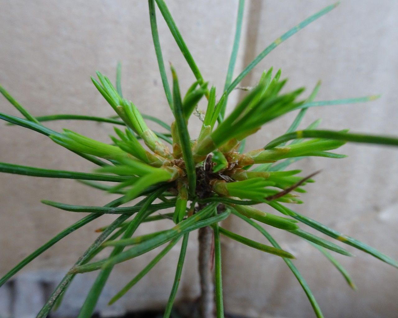 Pinus sibirica leaf
