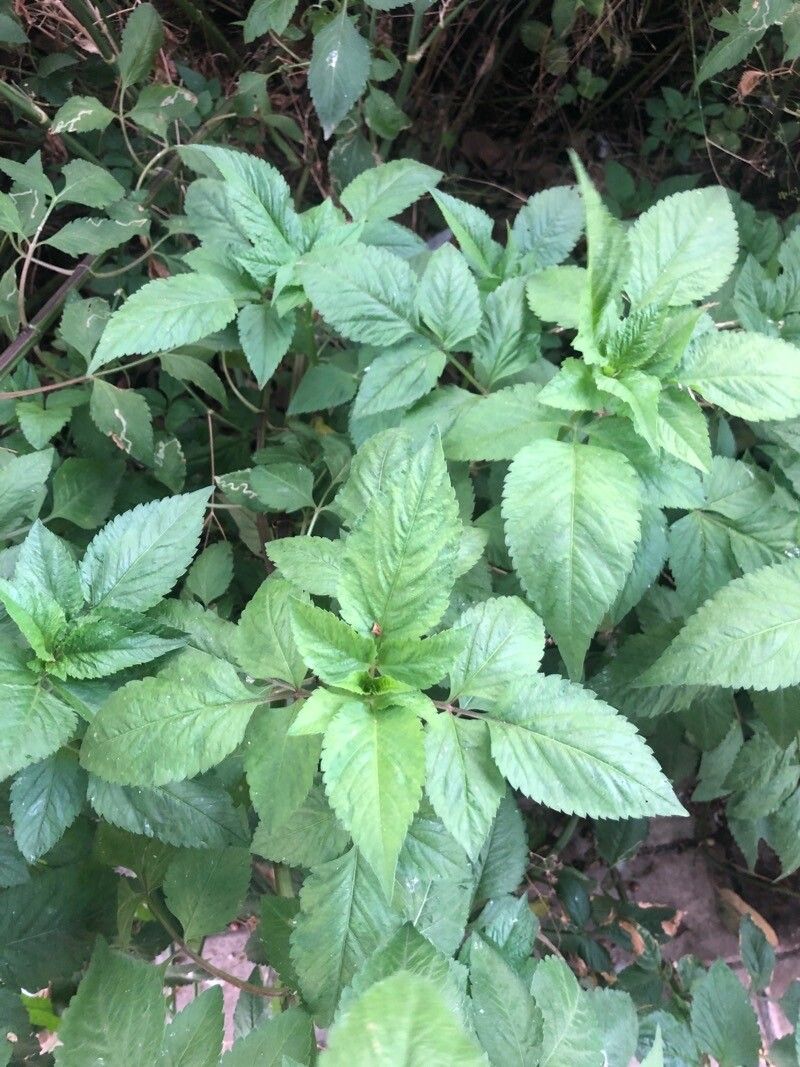 Bidens subalternans leaf