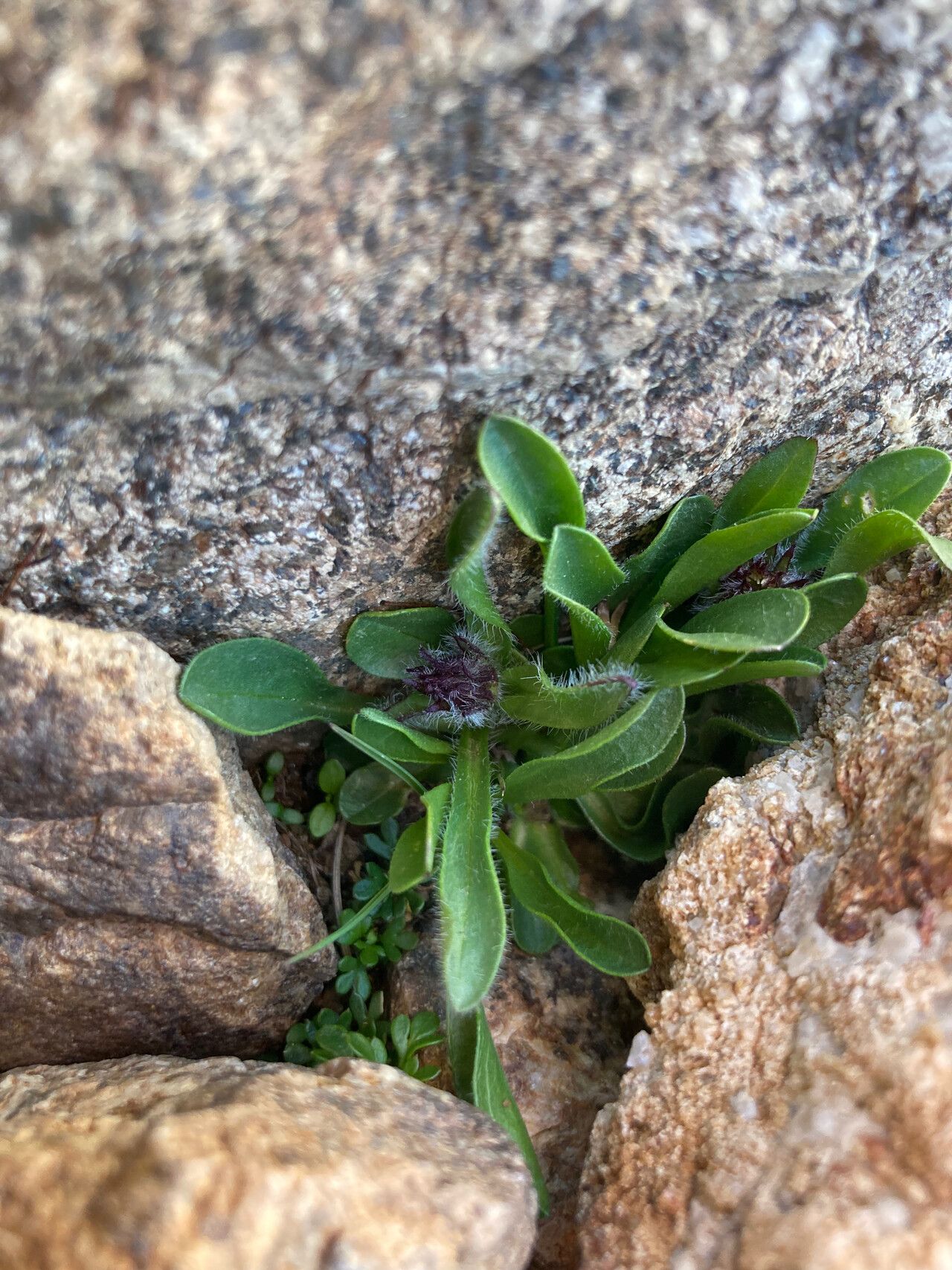 Erigeron aragonensis leaf