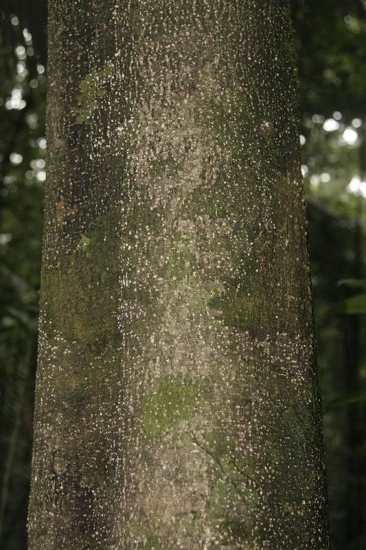 Protium heptaphyllum bark