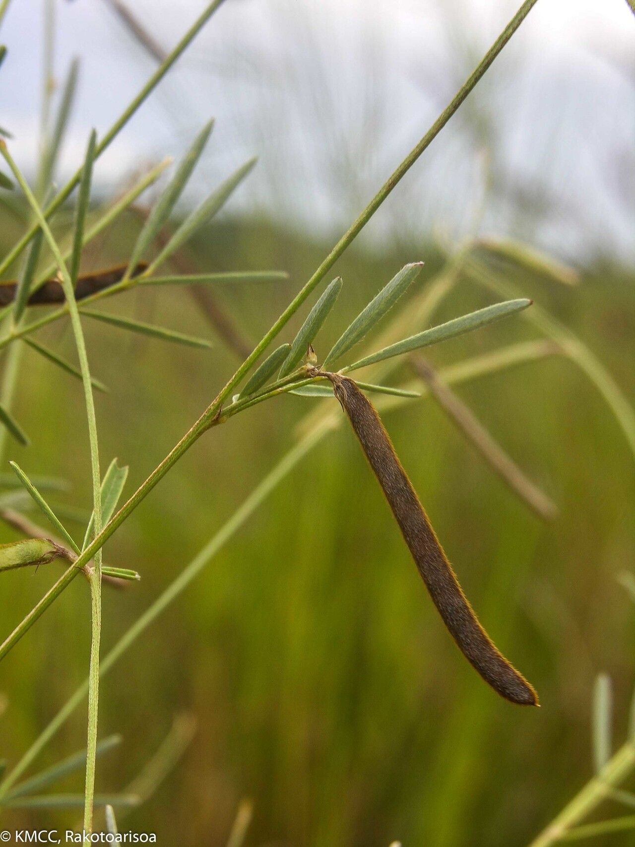 Tephrosia linearis — houseplant care guide