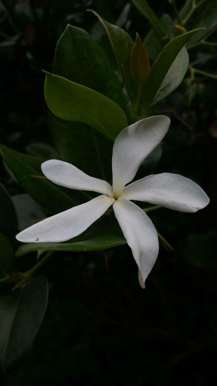 Atractocarpus sessilifolius flower
