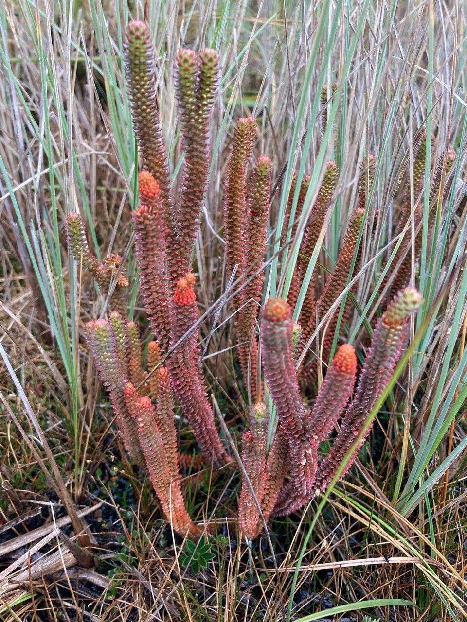 Huperzia brevifolia habit