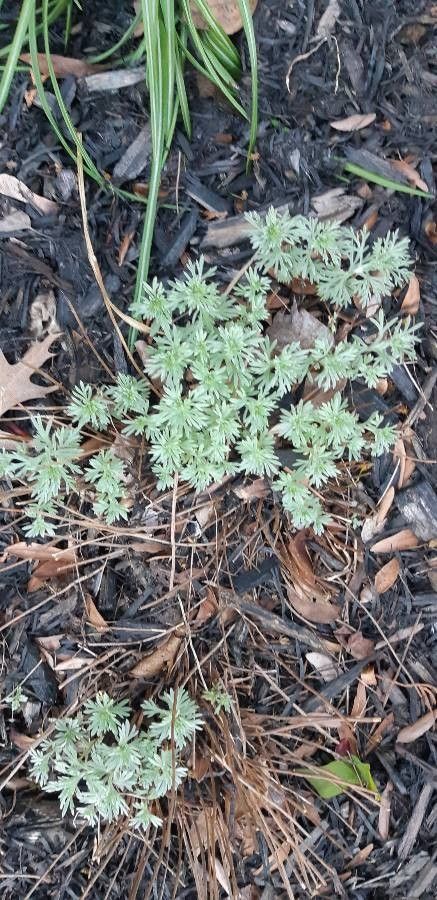 Artemisia schmidtiana flower