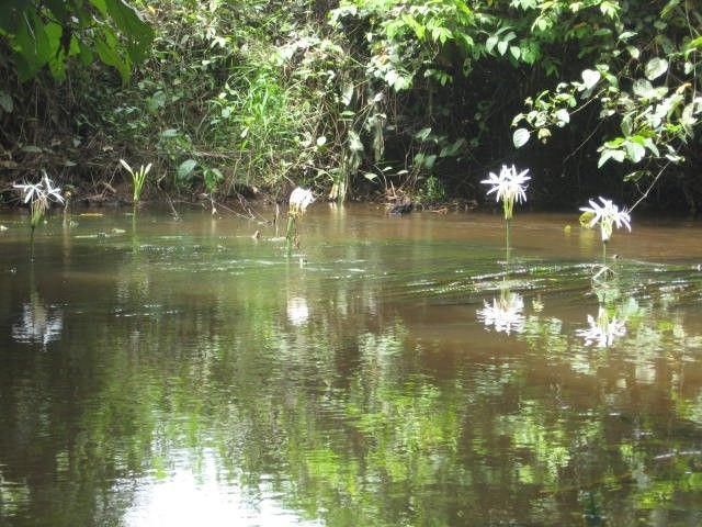 Crinum natans flower