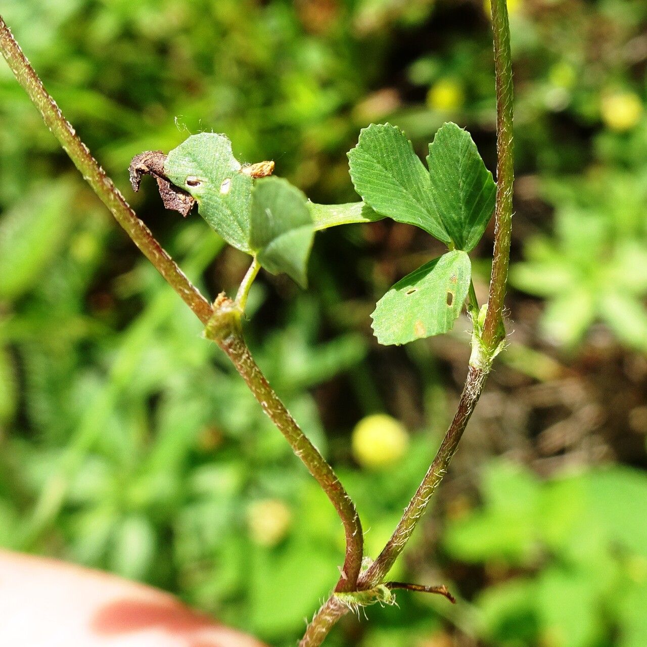 Trifolium campestre leaf