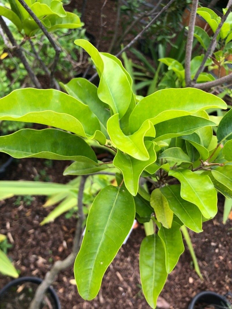 Sarcomelicope simplicifolia — houseplant care guide