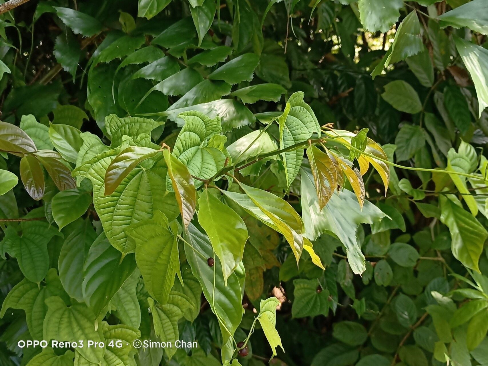 Lindera lucida — search result for 'Lindera'