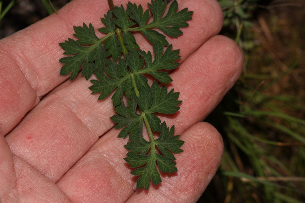 Lomatium martindalei leaf
