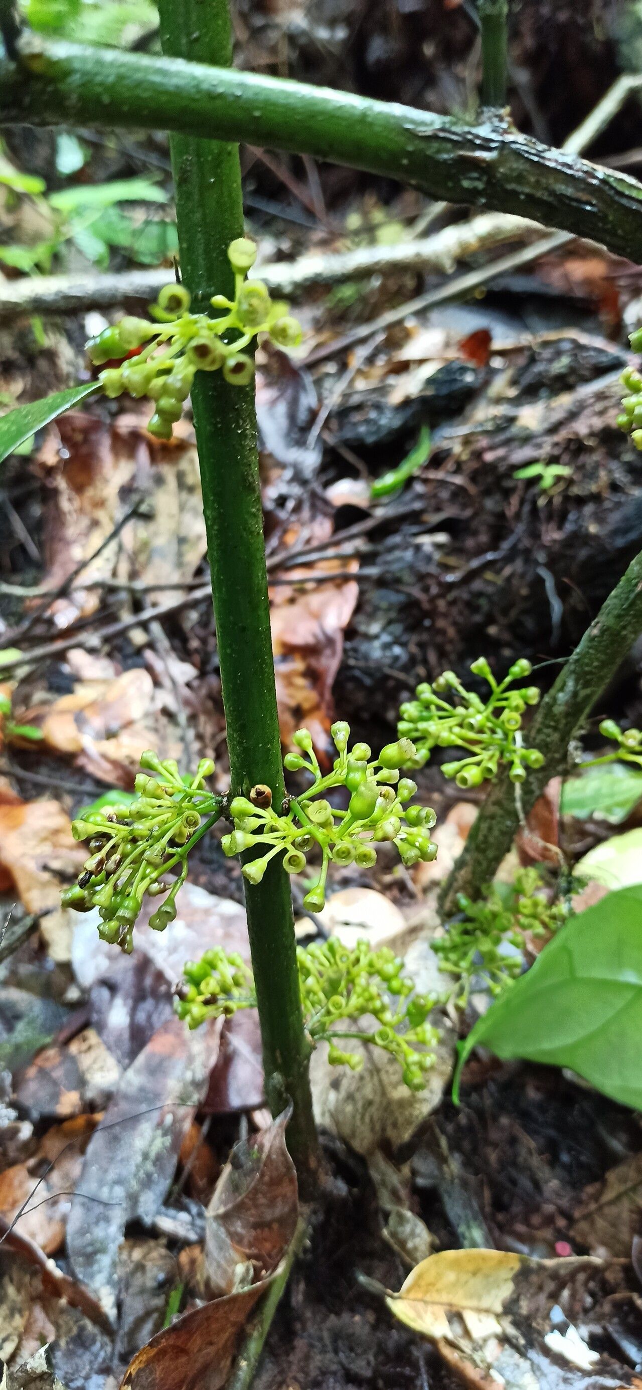 Pauridiantha arcuata fruit