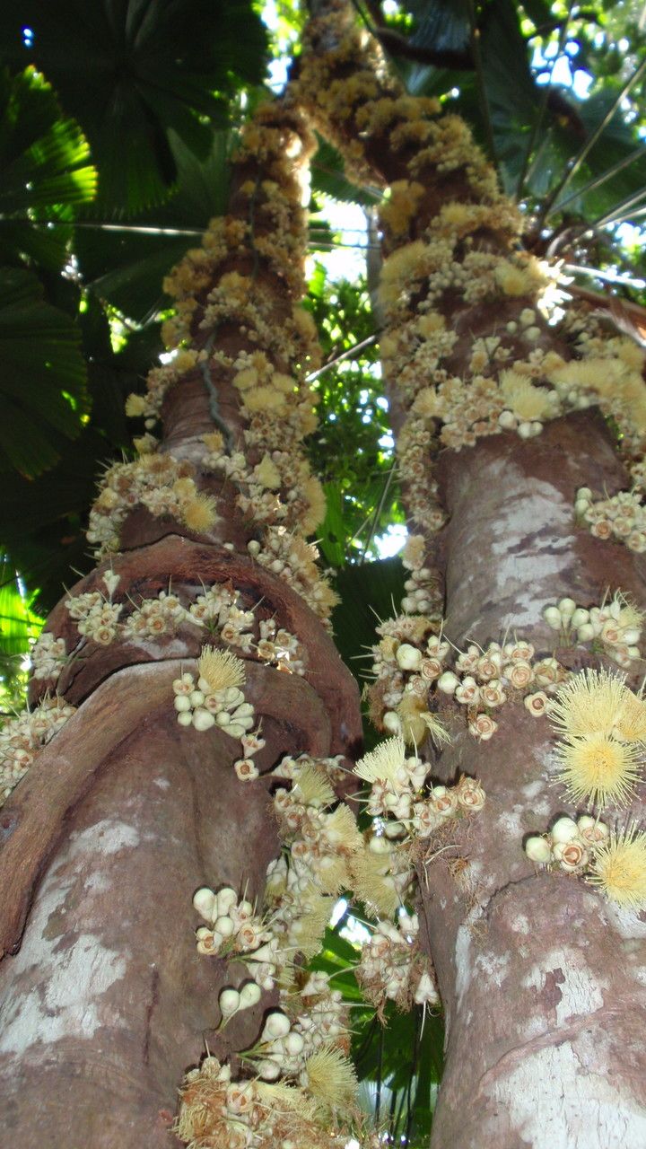 Syzygium cormiflorum flower