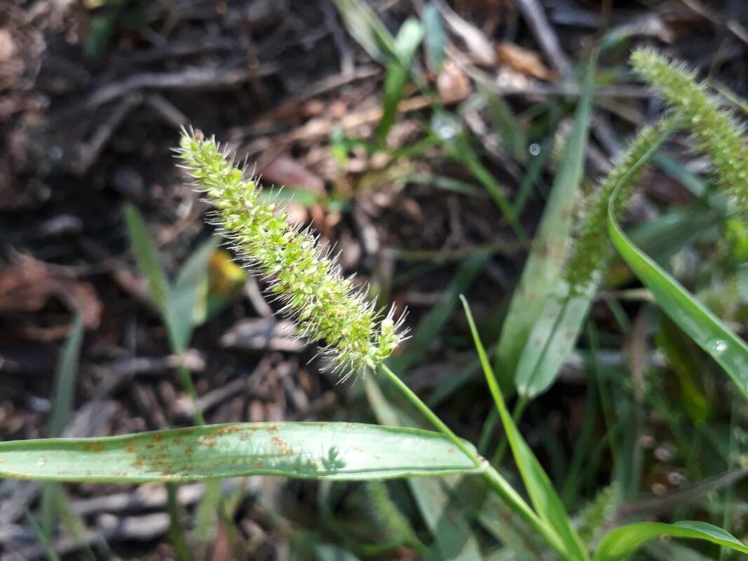 Cenchrus echinatus fruit