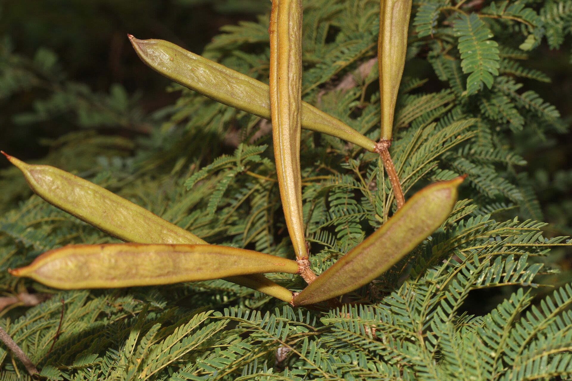 Calliandra rubescens fruit