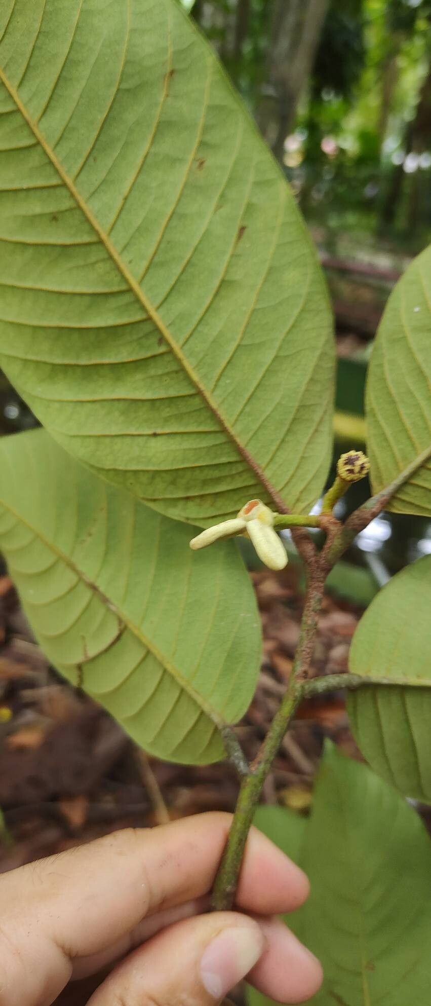Annona neoinsignis flower