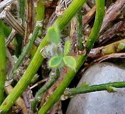 Cytisus ardoinoi — related species from the same genus