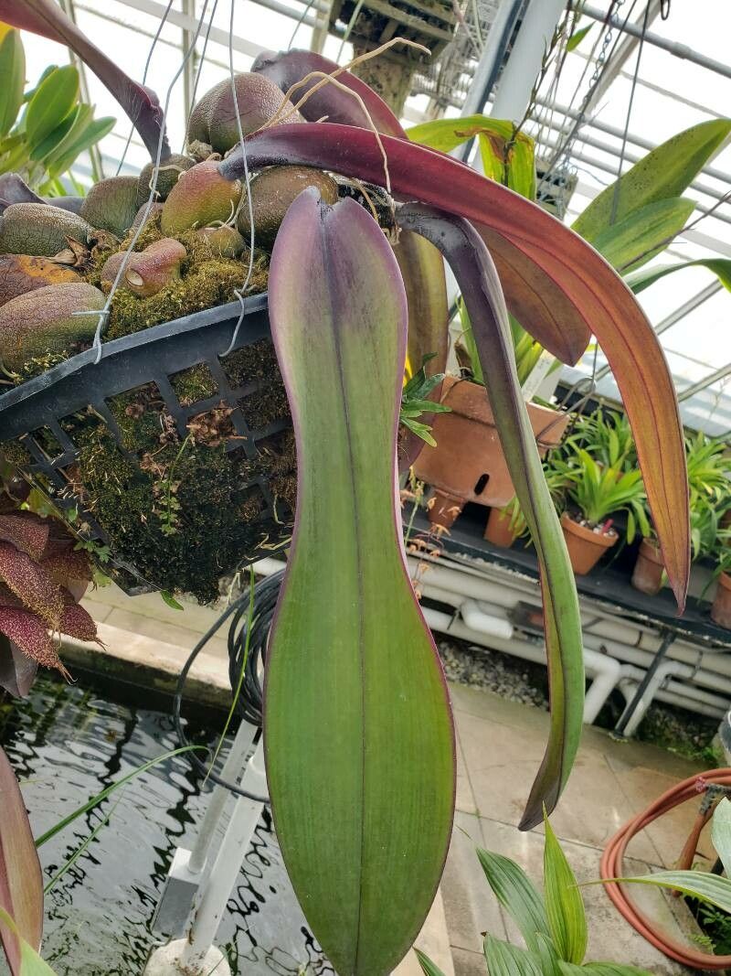 Bulbophyllum phalaenopsis — search result for 'Bulbophyllum'
