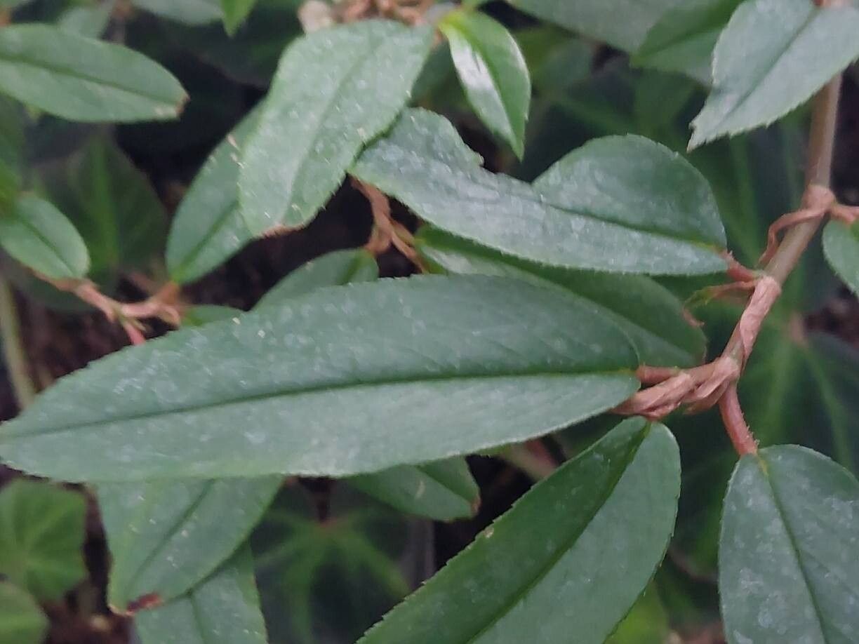 Begonia stenophylla leaf