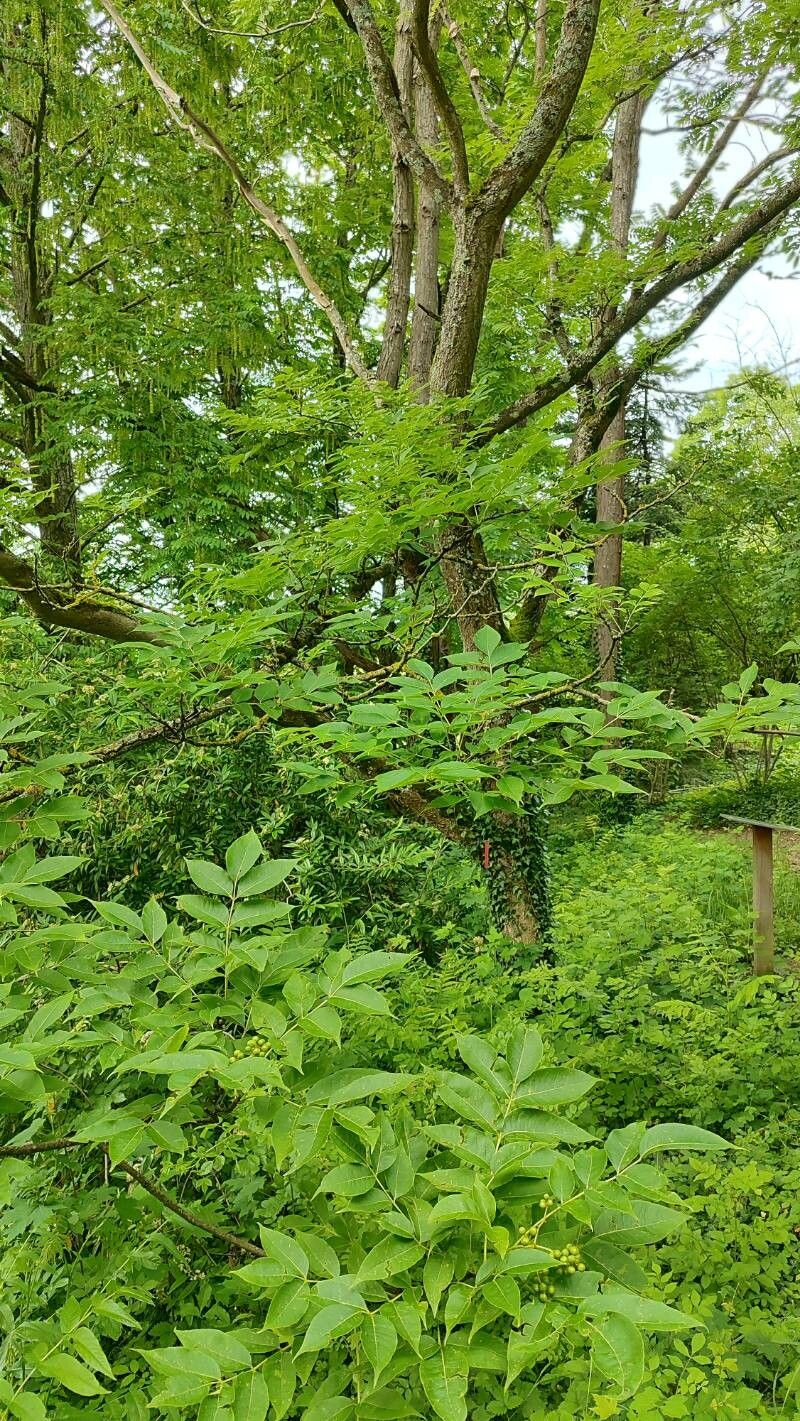 Phellodendron chinense habit