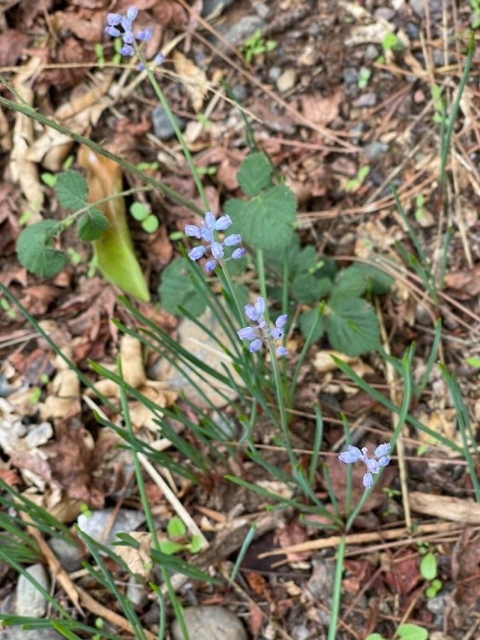 Muscari parviflorum flower