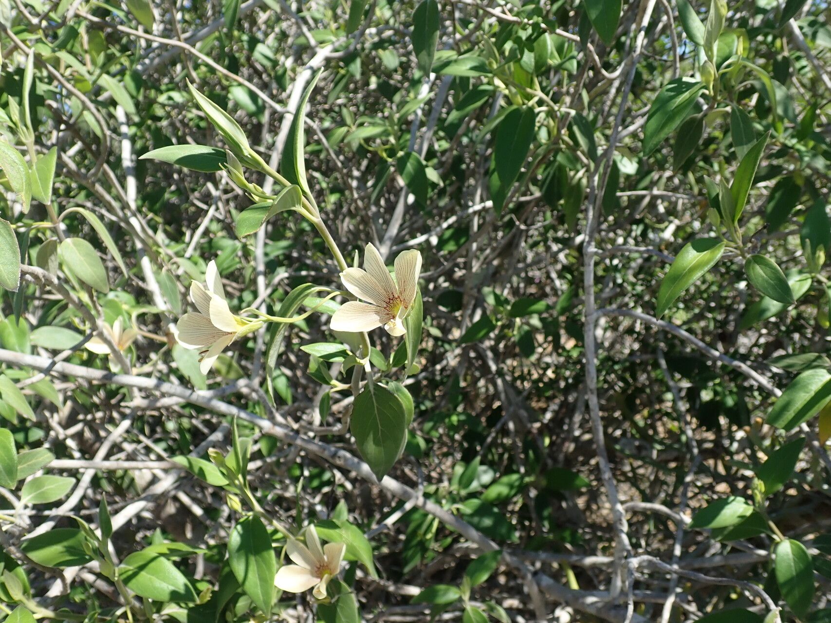 Barleria puberula flower