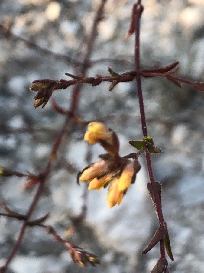 Odontites viscosus flower
