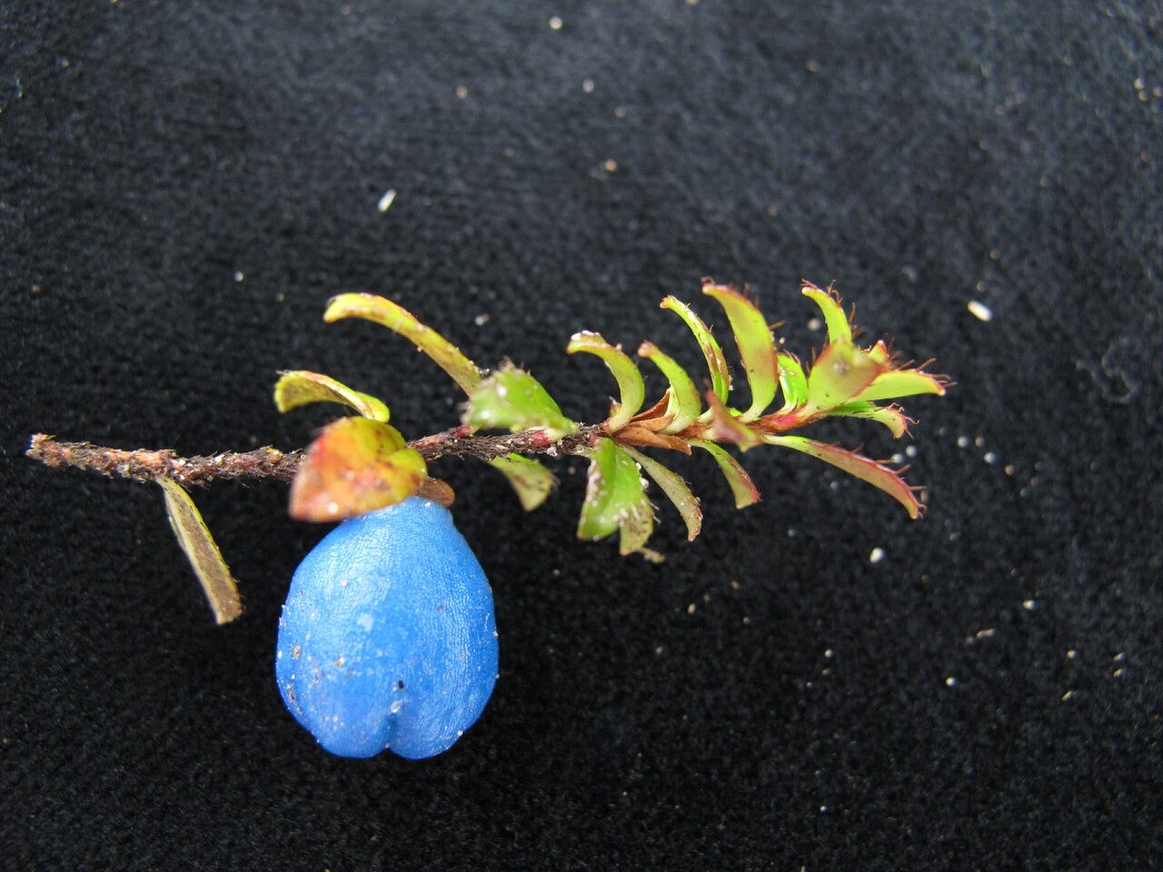 Gaultheria trichophylla other