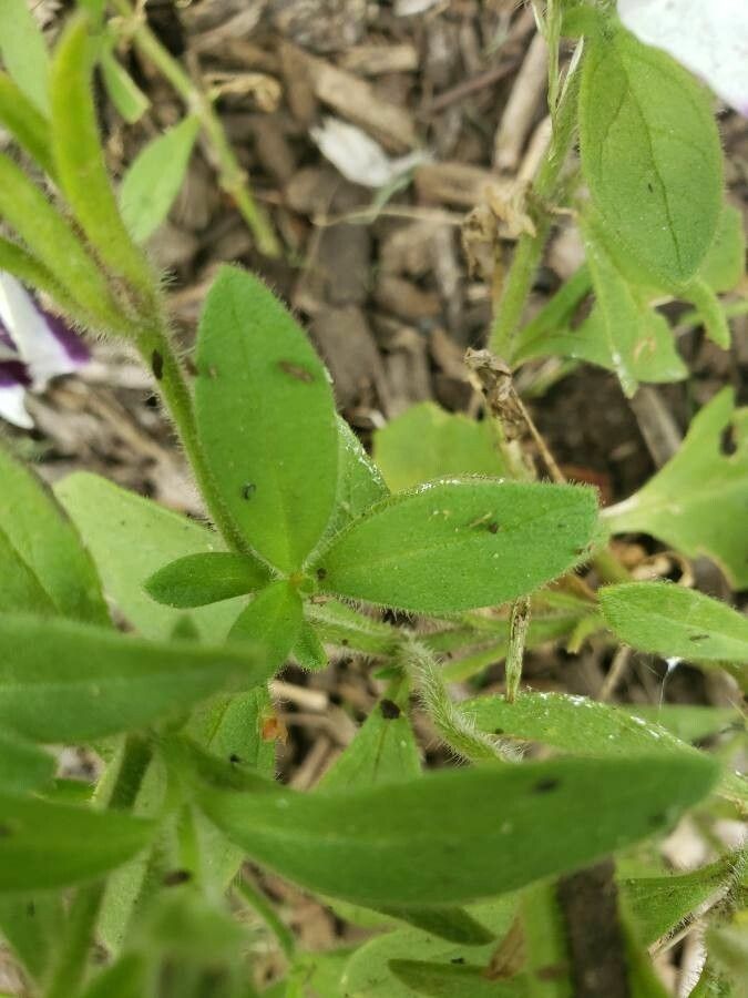 Petunia × atkinsiana leaf