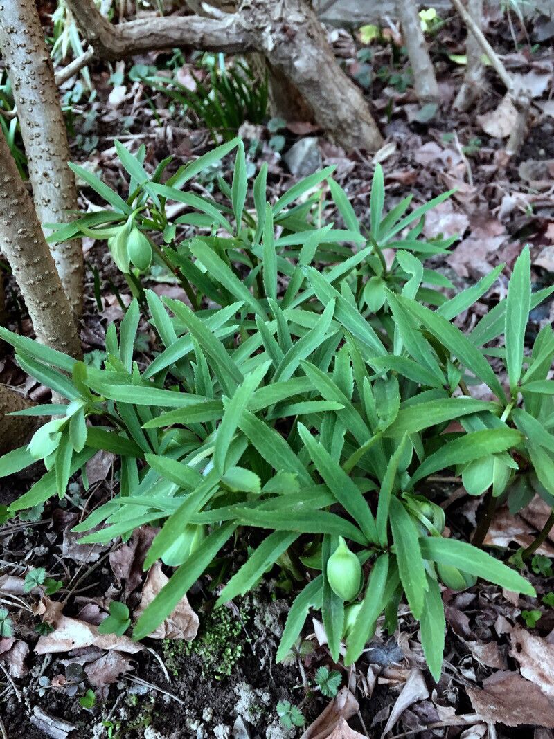 Helleborus dumetorum habit