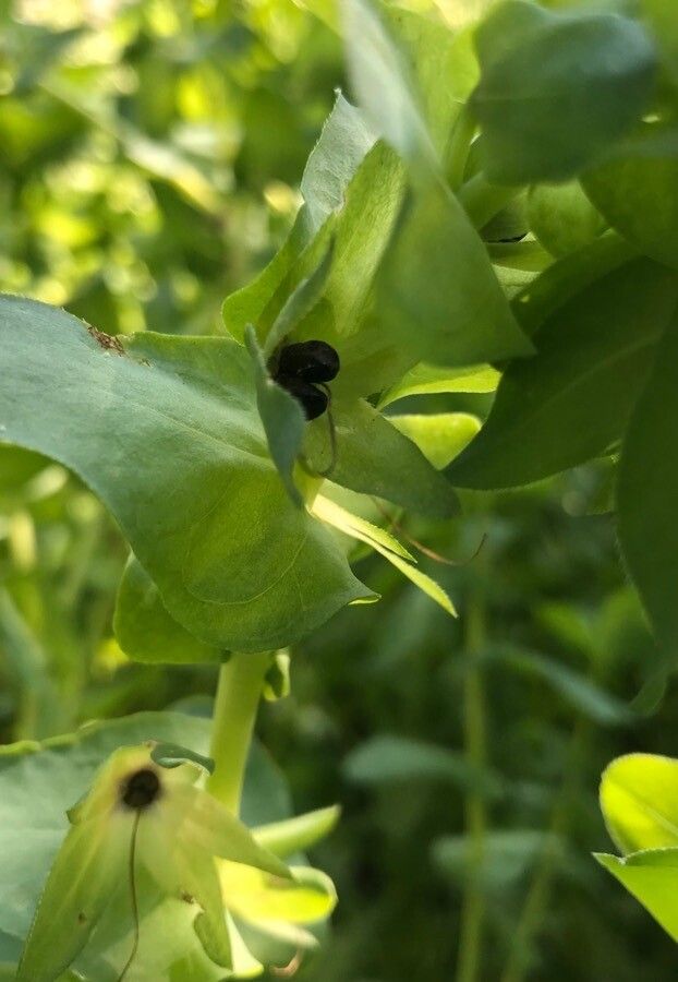 Cerinthe major fruit