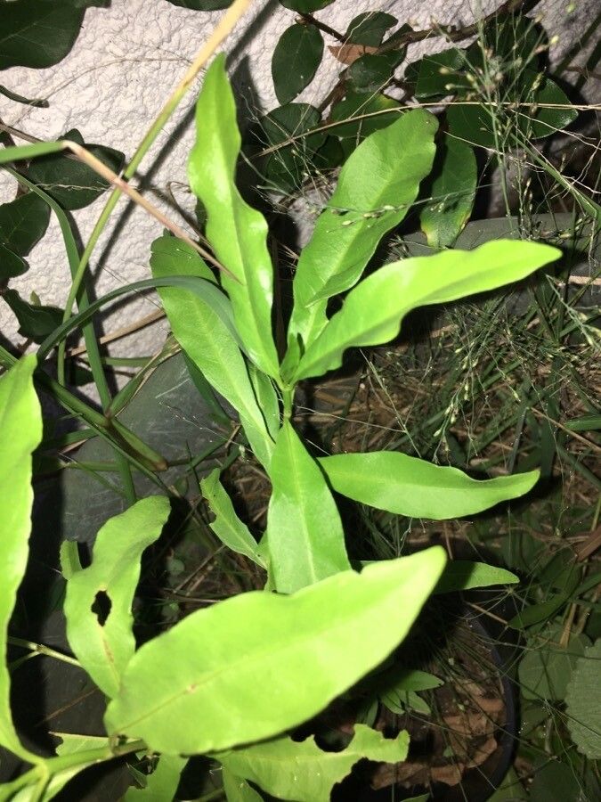 Pavetta opulina leaf