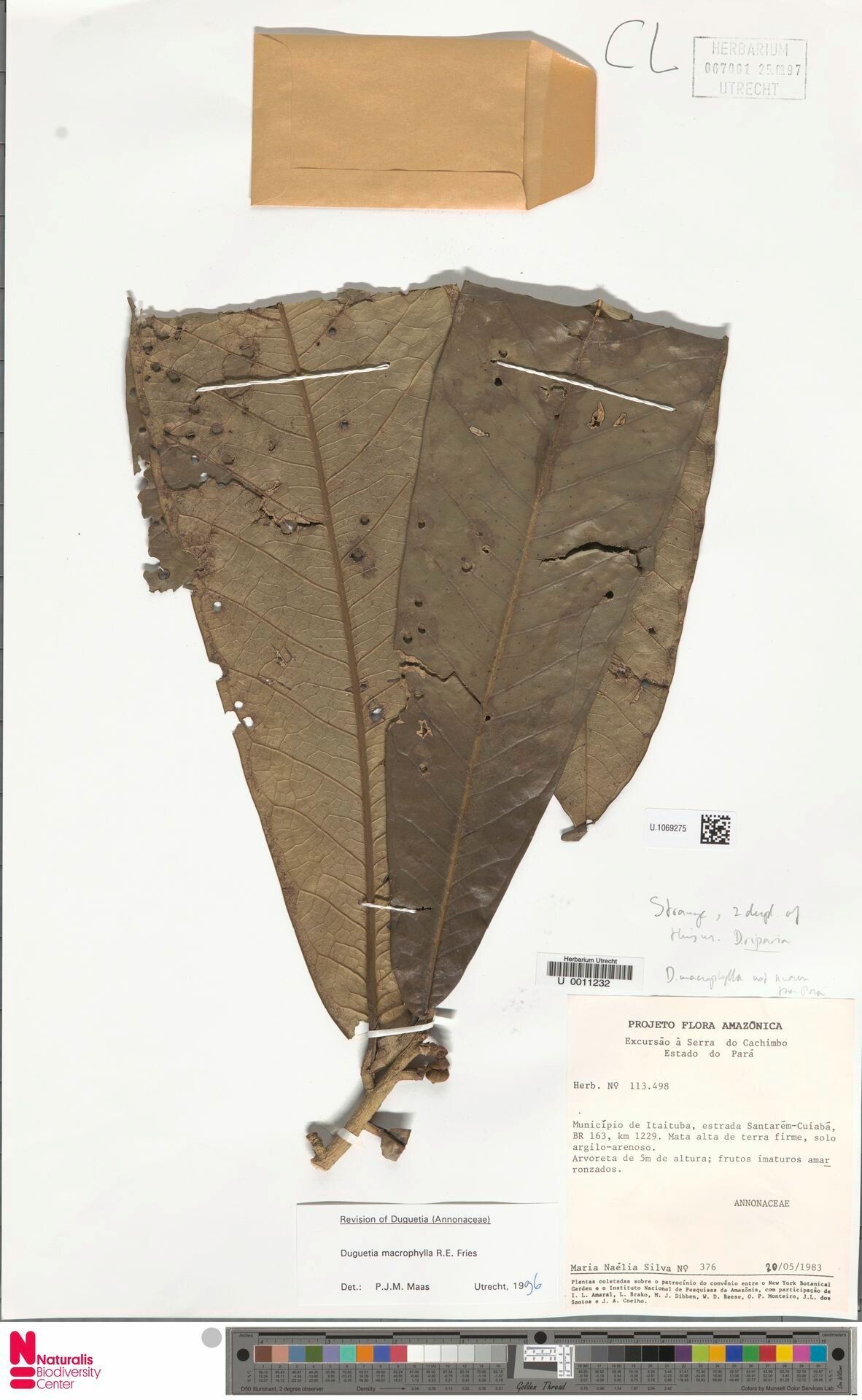 Duguetia macrophylla leaf