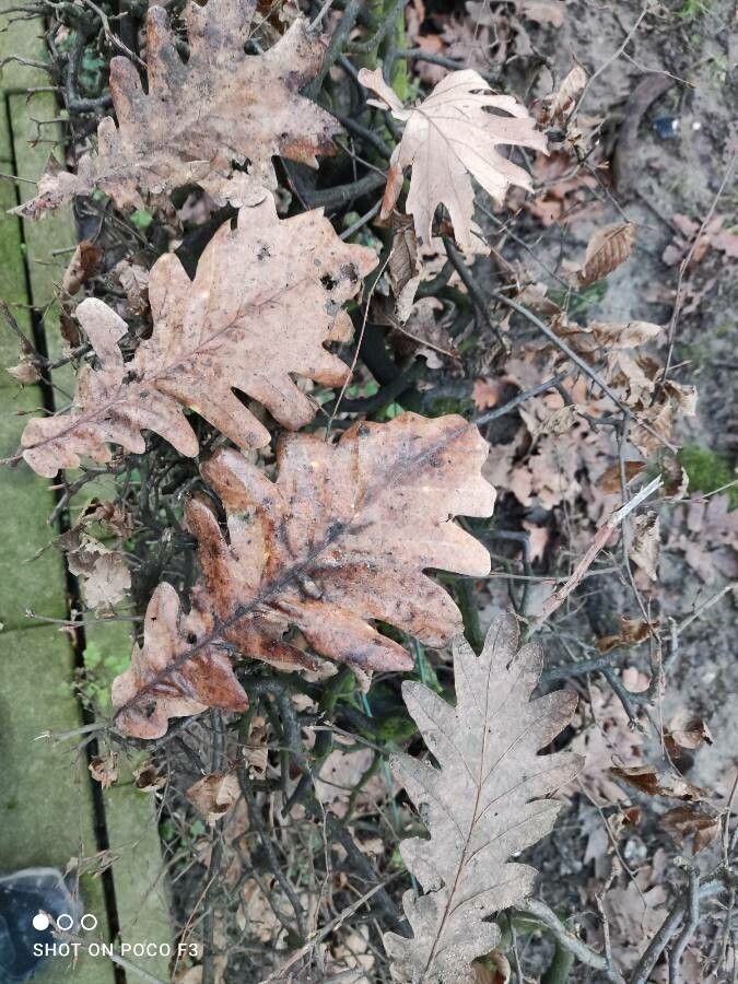 Quercus frainetto leaf