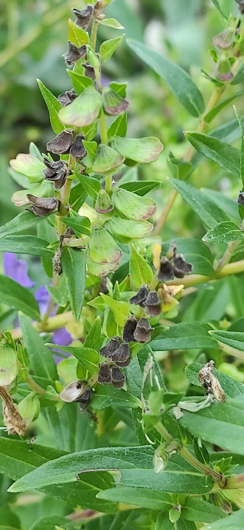 Scutellaria baicalensis fruit
