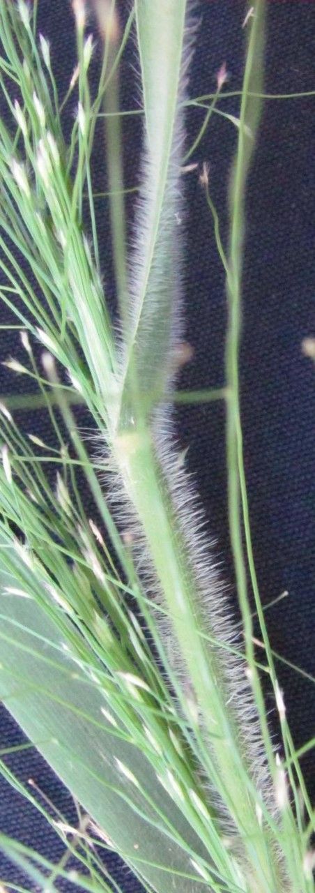 Panicum rudgei fruit