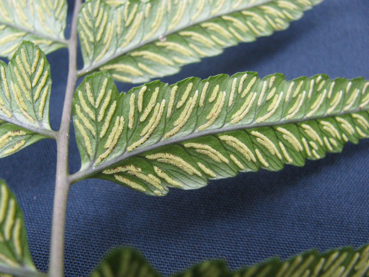 Diplazium werckleanum other