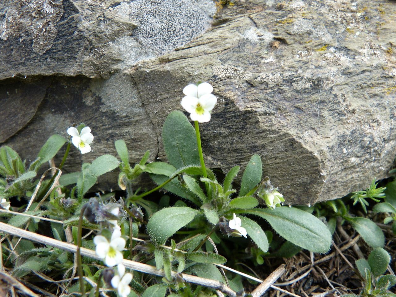 Viola parvula habit