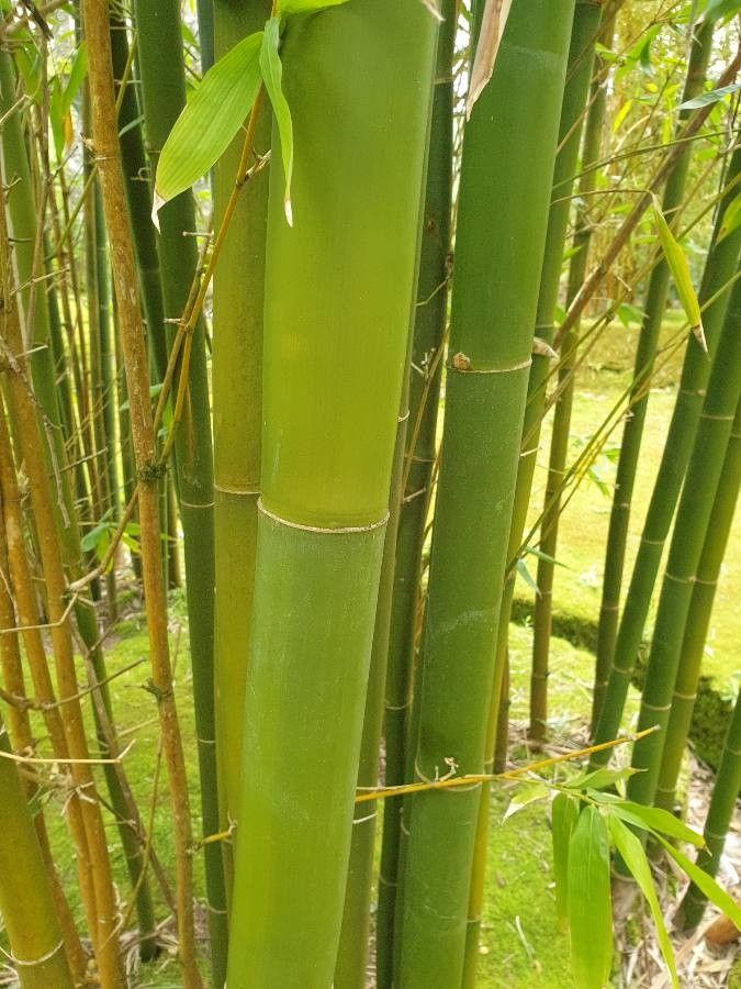 Bambusa oldhamii bark