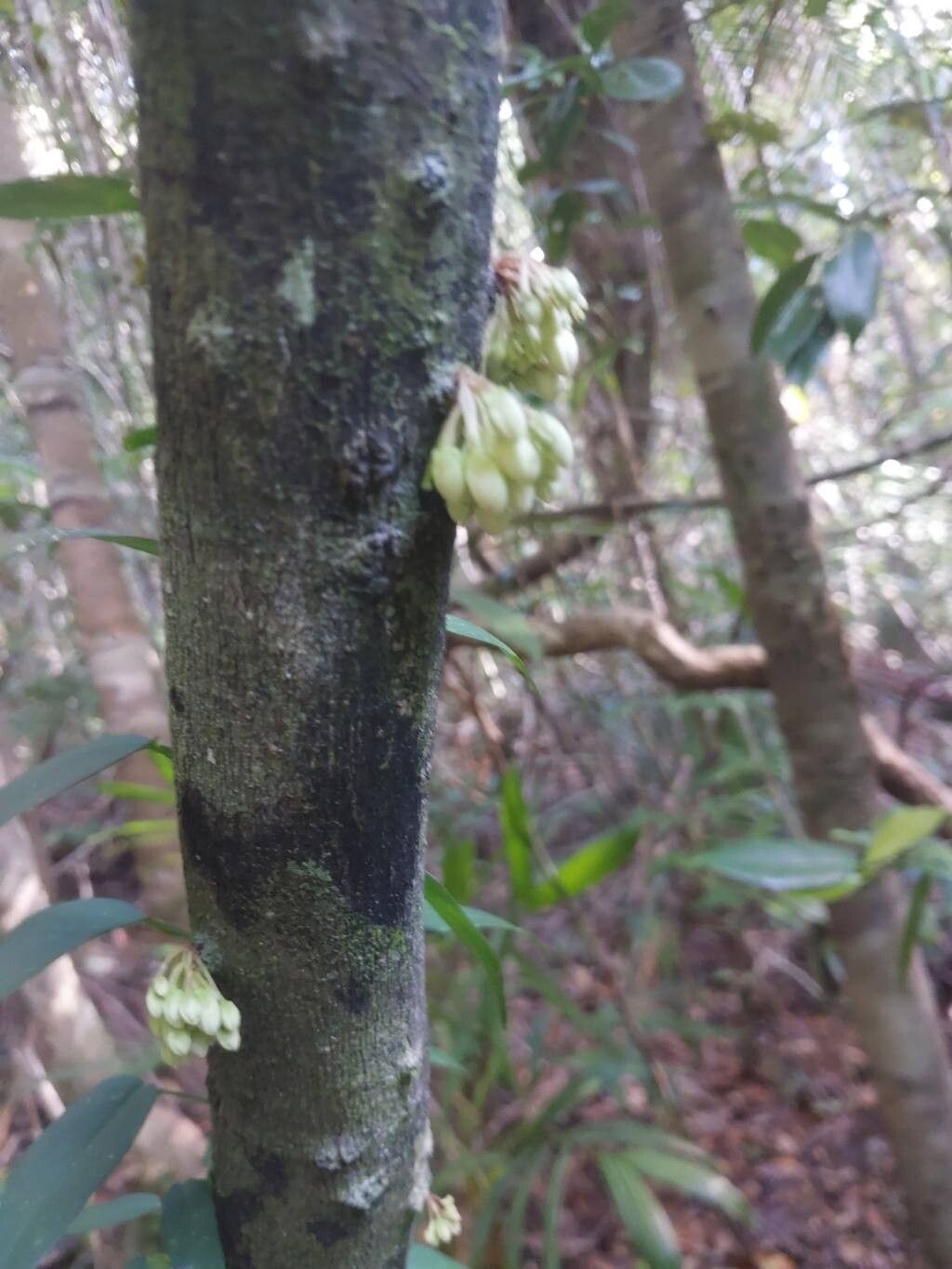 Diospyros gracilipes other