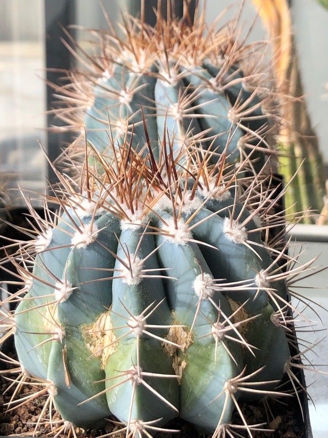 Melocactus azureus