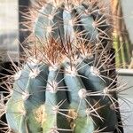 Melocactus azureus