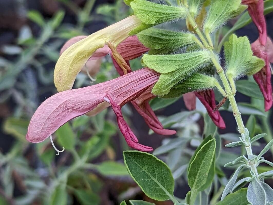 Salvia lanceolata flower