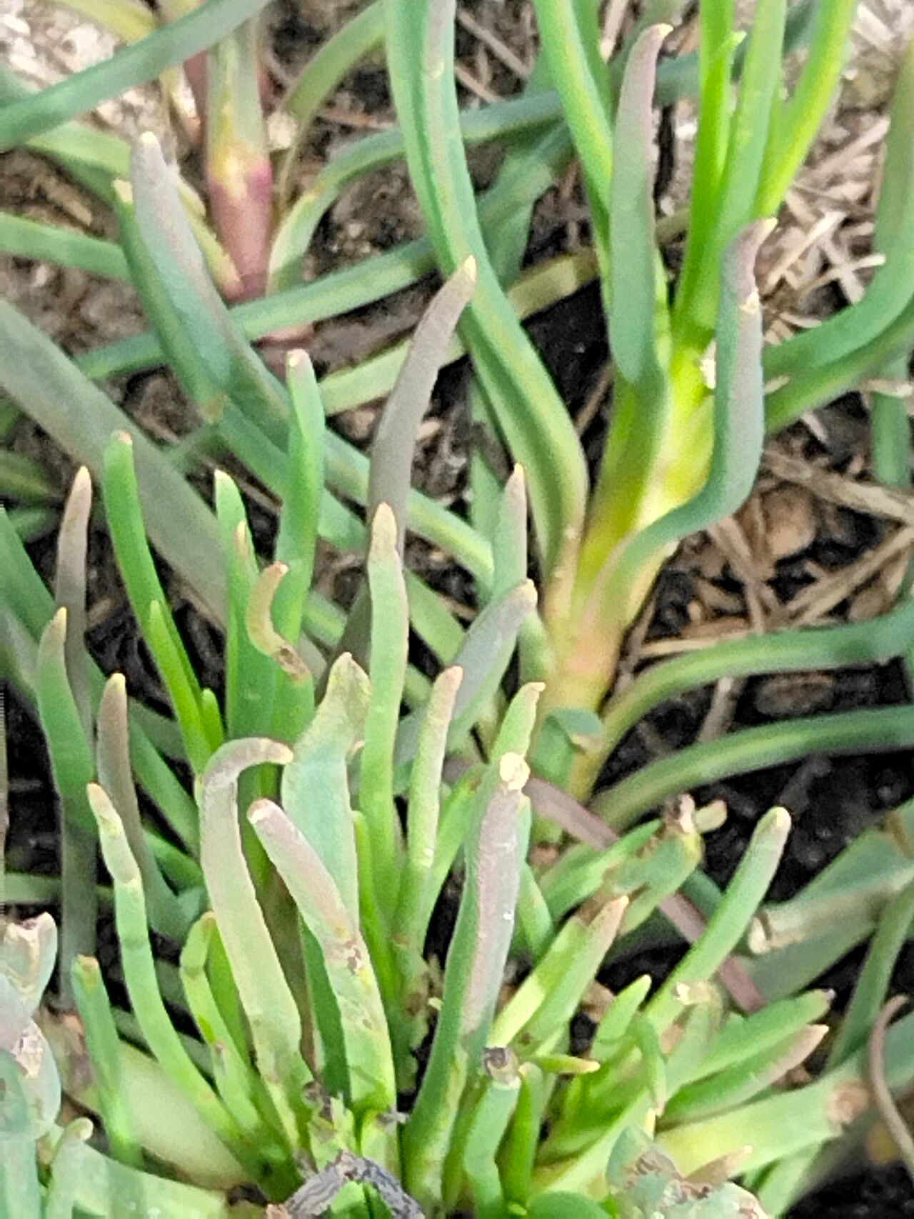 Conicosia pugioniformis leaf